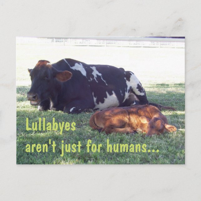 Bovine Lullaby Postcard (Front)