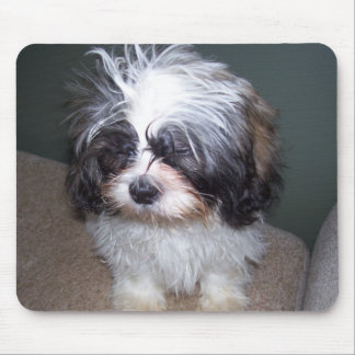 Bowie the Fuzzy Shih Tzu Puppy 2 Mousepad