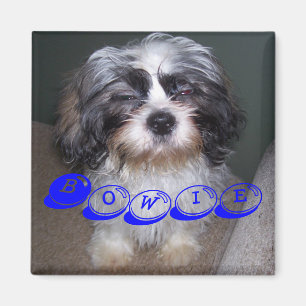Bowie the Fuzzy Shih Tzu Puppy Dog Magnet