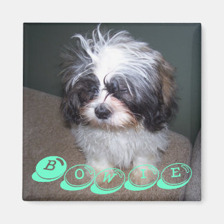 Bowie the Fuzzy Shih Tzu Puppy Dog Magnet