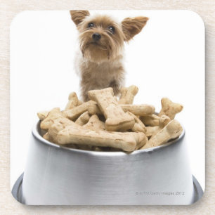 Bowl of dog treats by Yorkshire Terrier Coaster