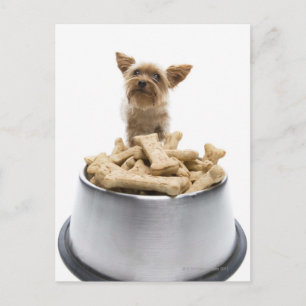 Bowl of dog treats by Yorkshire Terrier Postcard