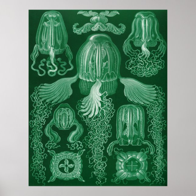 Box Jellyfish Poster (Front)