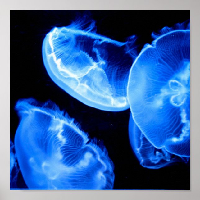 Box Jellyfish Poster (Front)
