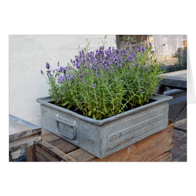 Box of Lavender in Flower Market (Front Horizontal)