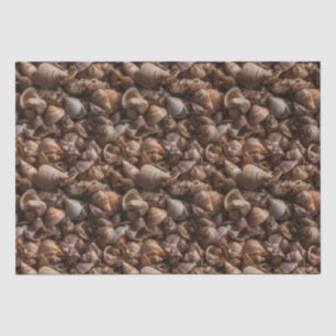 Box of Seashells Repeating Pattern Tissue Paper