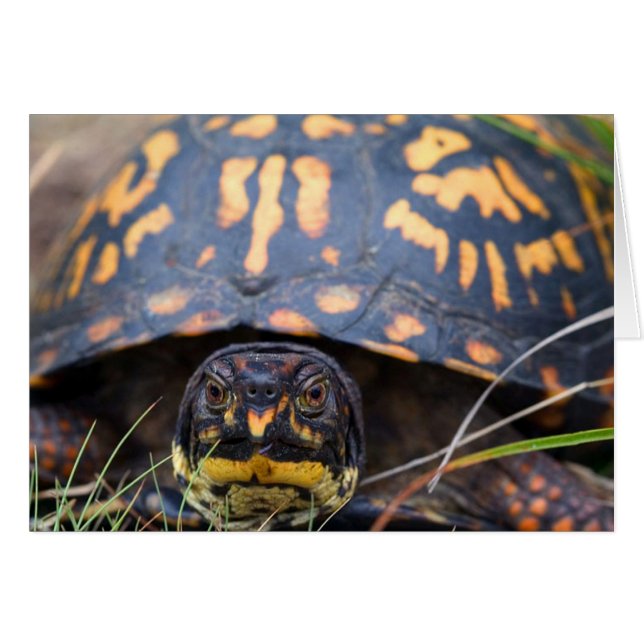 Box Turtle (Front Horizontal)