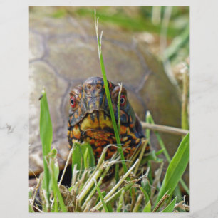 Box Turtle