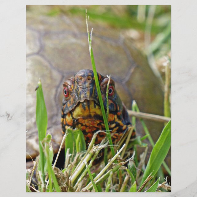 Box Turtle (Front)
