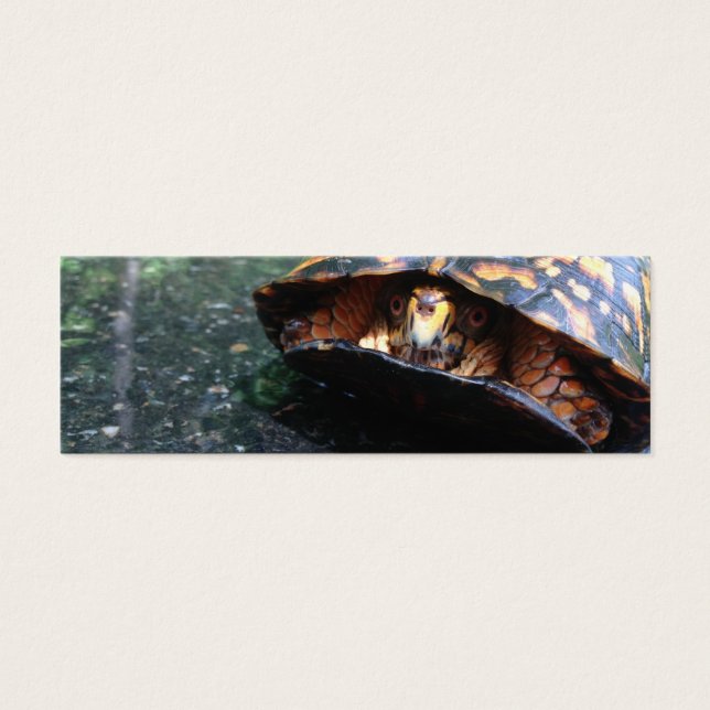 Box Turtle (Front)