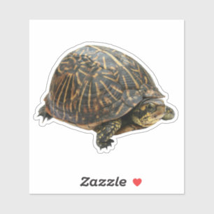 Box Turtle