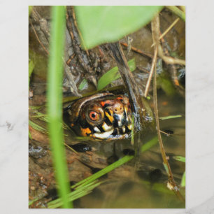 Box Turtle and Tadpoles
