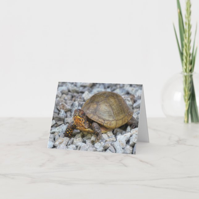 Box Turtle  Card (Front)