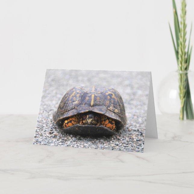Box Turtle Card (Front)