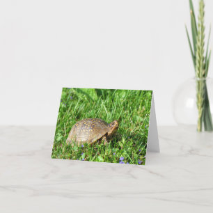 Box Turtle Card