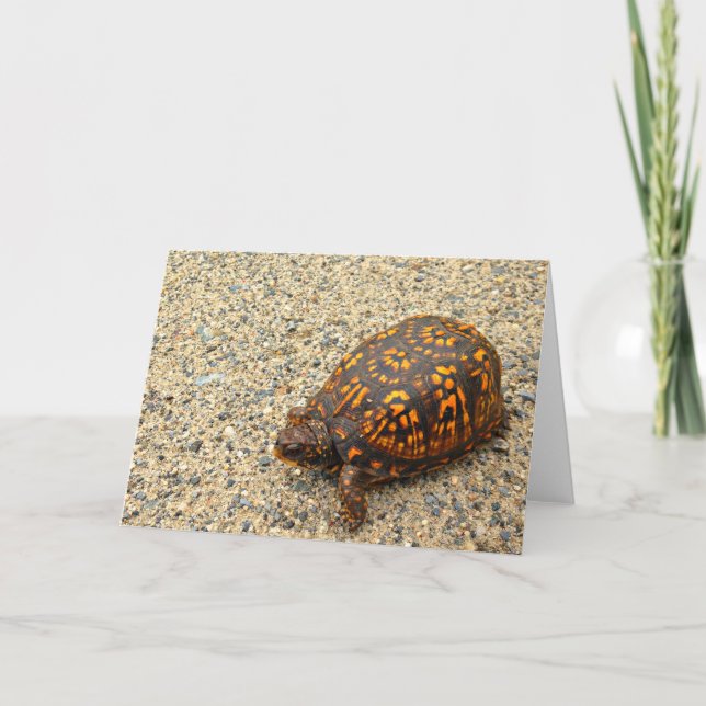 Box Turtle Encouragement Card (Front)