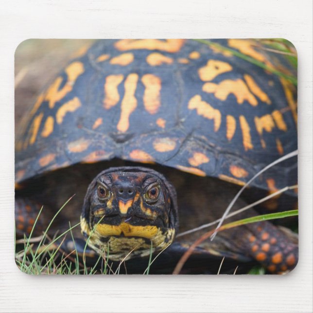 Box Turtle Mouse Pad (Front)