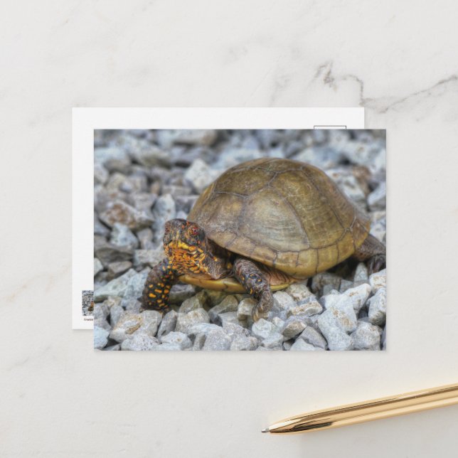 Box Turtle  Postcard (Front/Back In Situ)
