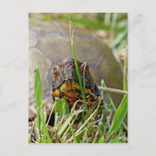 Box Turtle Postcard
