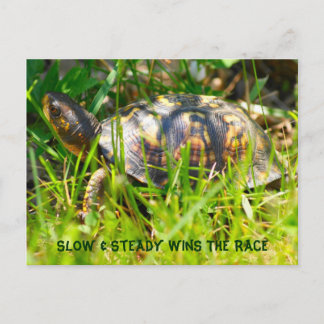 Box Turtle Postcard