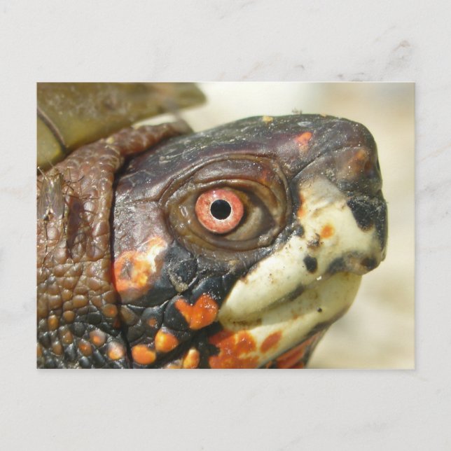 Box Turtle postcard. Postcard (Front)