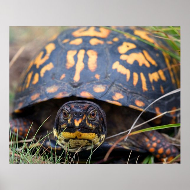 Box Turtle Poster (Front)