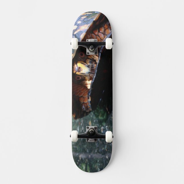 Box Turtle Skateboard (Front)