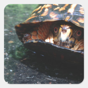 Box Turtle Square Sticker