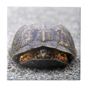 Box Turtle Tile