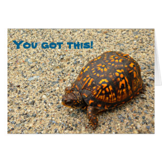 Box Turtle You Got This!