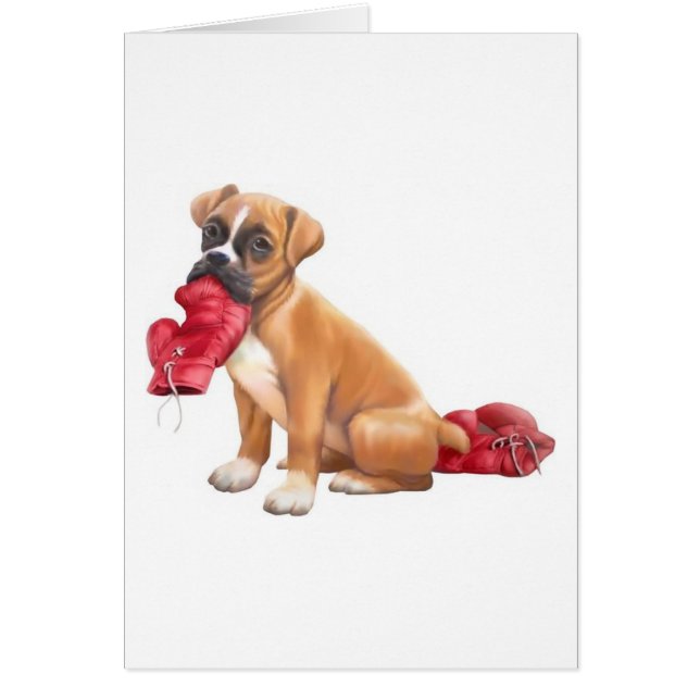 Boxer (Front)