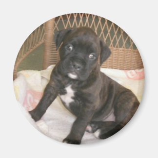 Boxer Baby! Magnet