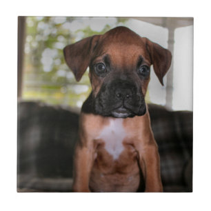 Boxer baby tile