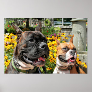 Boxer Baxter Bella 8 Poster