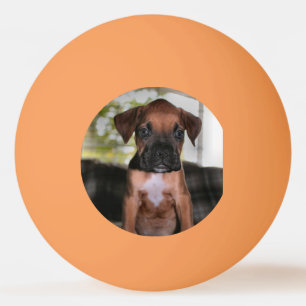 Boxer Bqby Ping Pong Ball