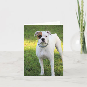 Boxer Card