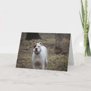 Boxer Card