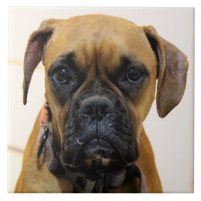 BOXER DOG 2, Pet Love, Best Friend KEEPSAKE Tile (Front)
