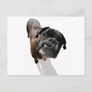 Boxer Dog Breed Postcard