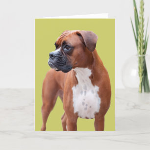 Boxer dog card