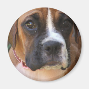 Boxer Dog Design Magnet