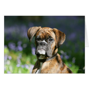 Boxer Dog Headshot