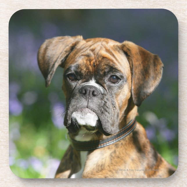 Boxer Dog Headshot Coaster (Front)