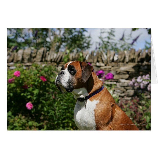 Boxer Dog in the Flowers (Front Horizontal)