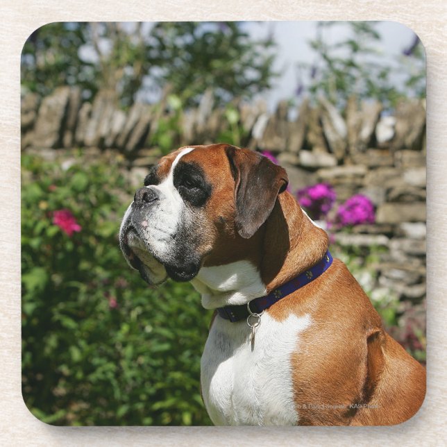 Boxer Dog in the Flowers Coaster (Front)