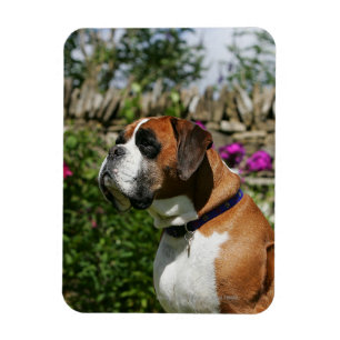 Boxer Dog in the Flowers Magnet