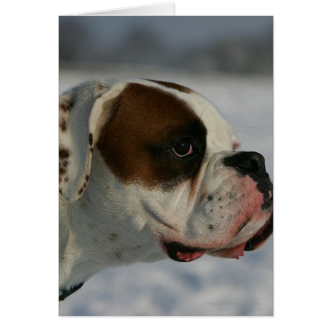 Boxer Dog in the Snow (Front)