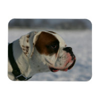 Boxer Dog in the Snow