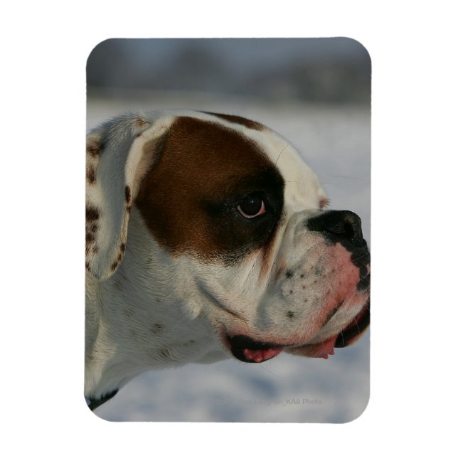 Boxer Dog in the Snow Magnet (Vertical)