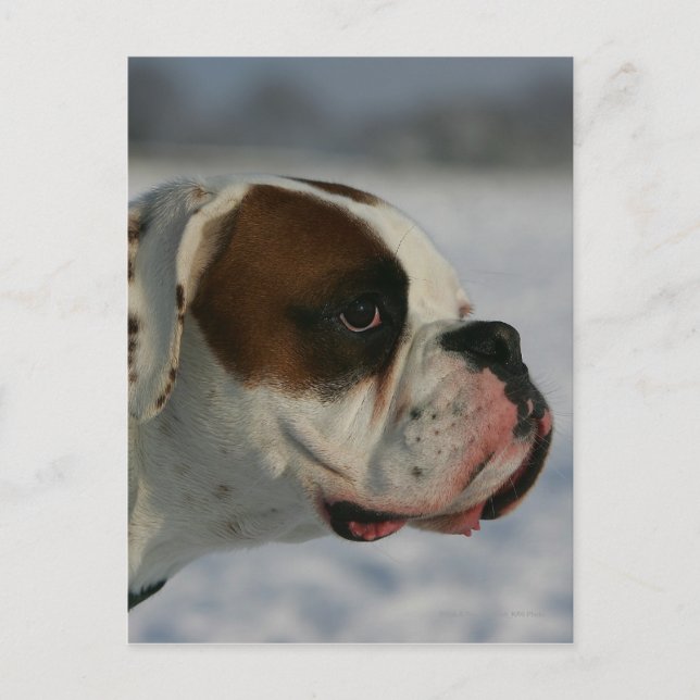 Boxer Dog in the Snow Postcard (Front)